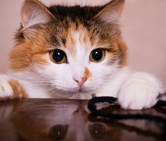 猫咪褪色综合征是怎么回事？